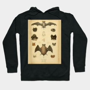 Bat 2 Bull Dog Bats Vintage Wildlife Illustration Hoodie